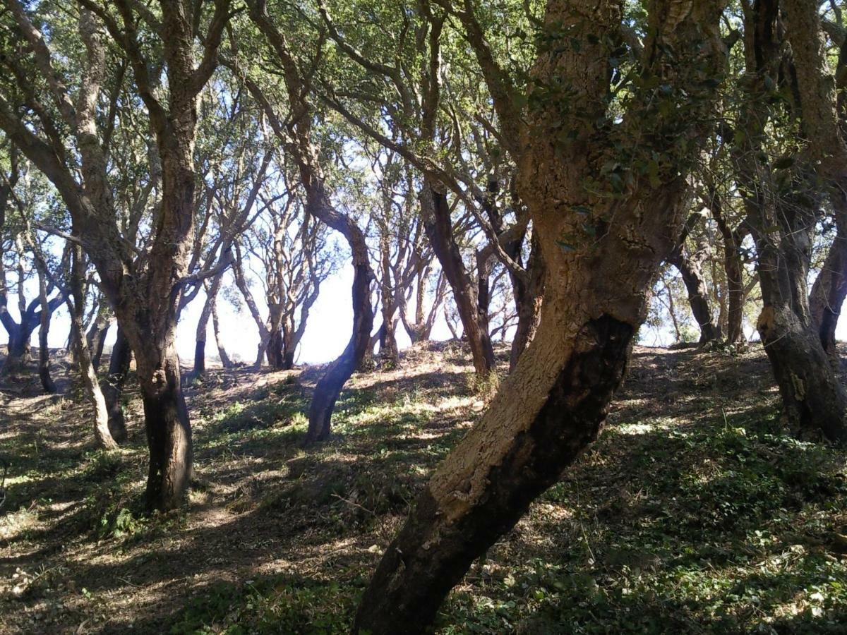 Azienda Agrituristica Le Terre Di San Leonardo Cetraro Luaran gambar